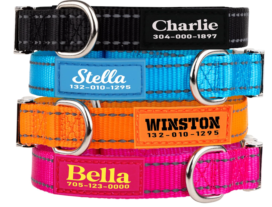 Best Little Dog Collars