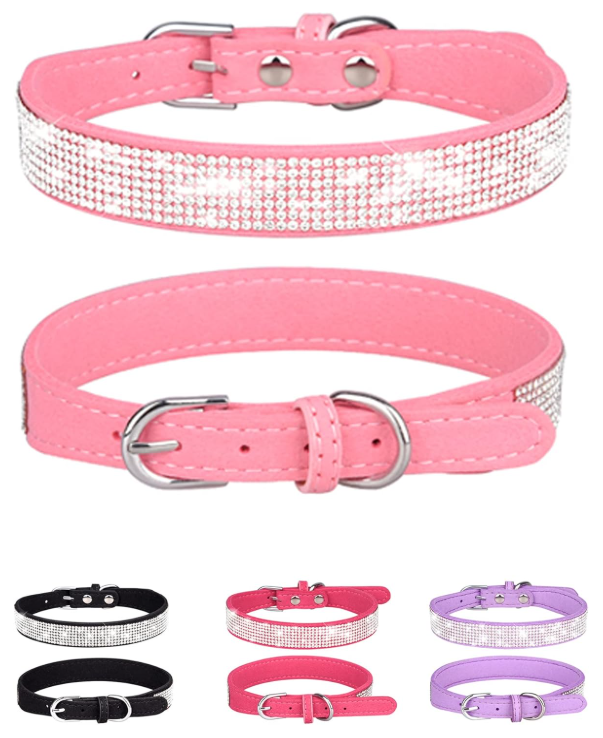 Best Little Dog Collars