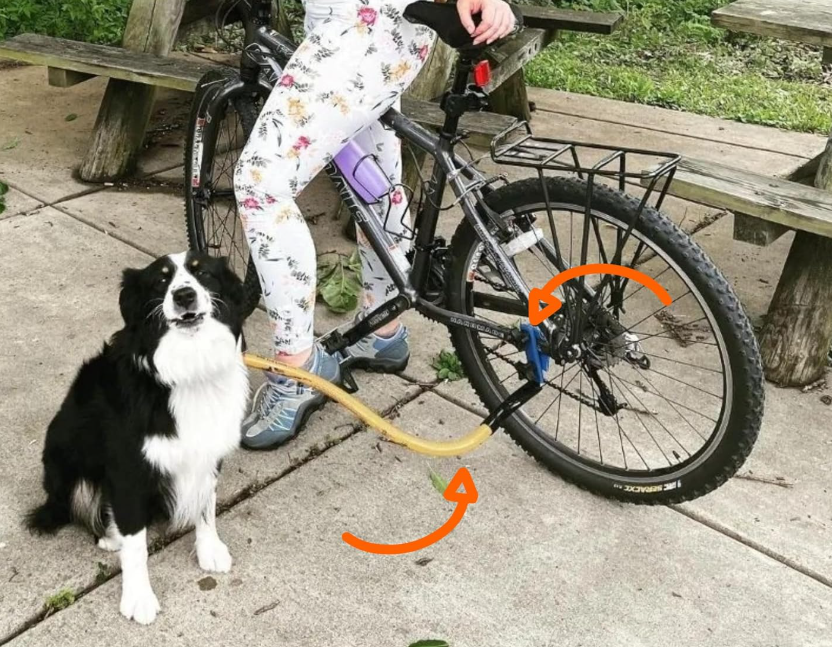 bike and dog leash