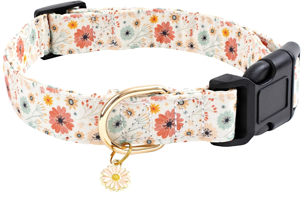 Best Little Dog Collars