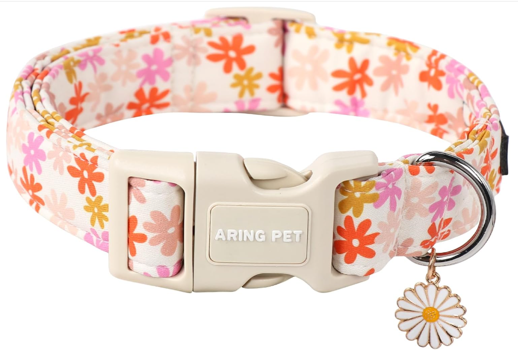 Best Little Dog Collars