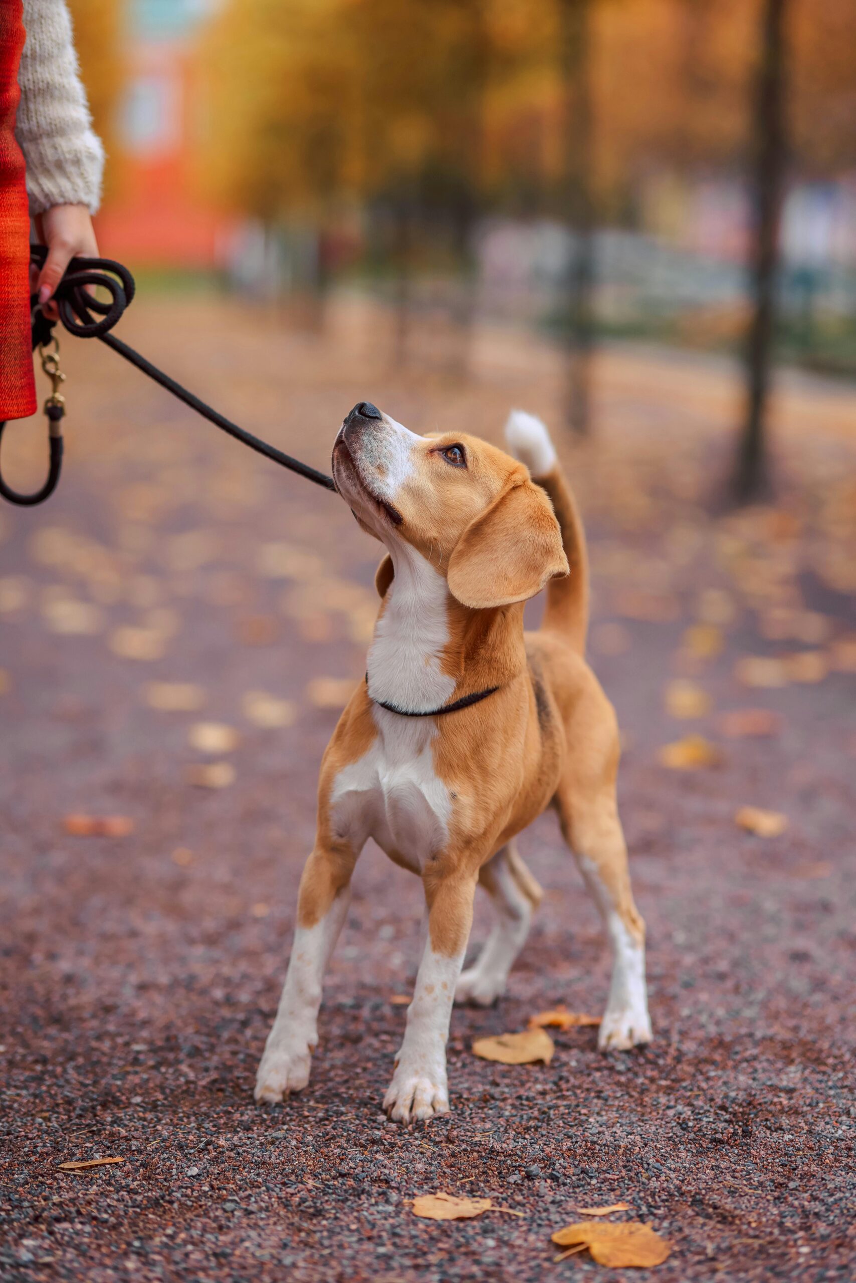 Beagle