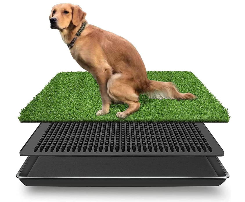 Dogs to Potty Train