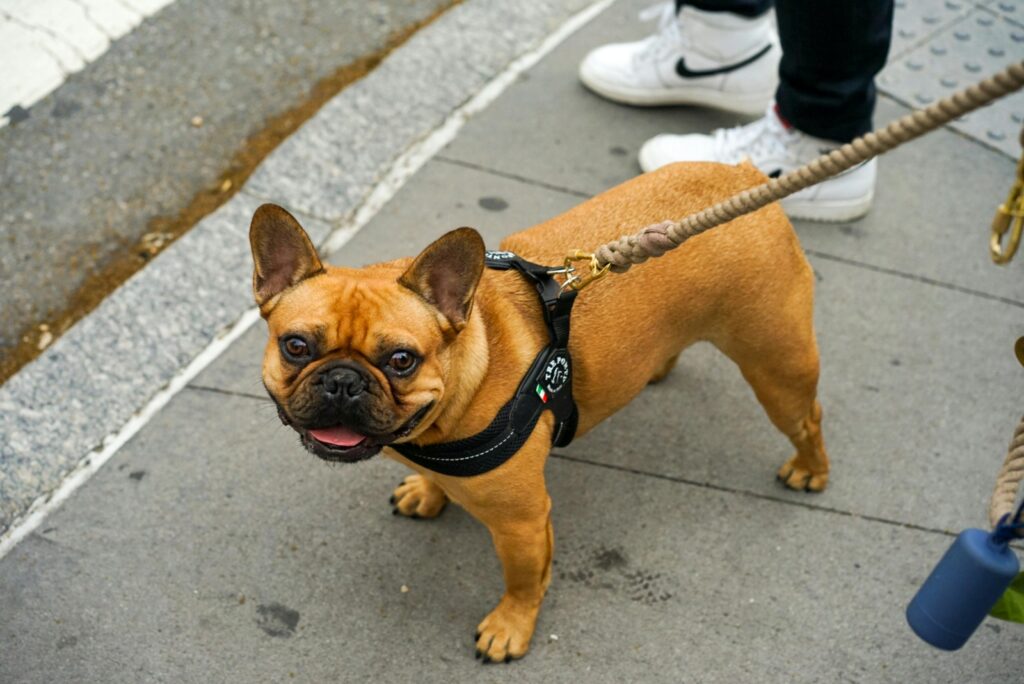 Obesity In Dogs