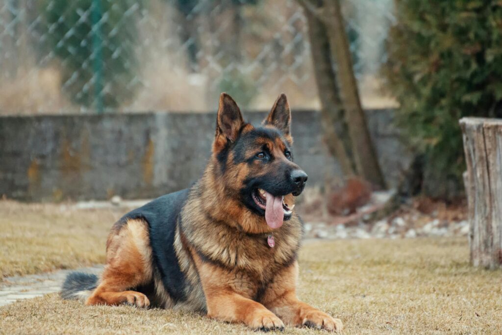 Obesity In Dogs