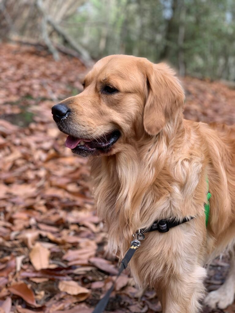 Obesity In Dogs