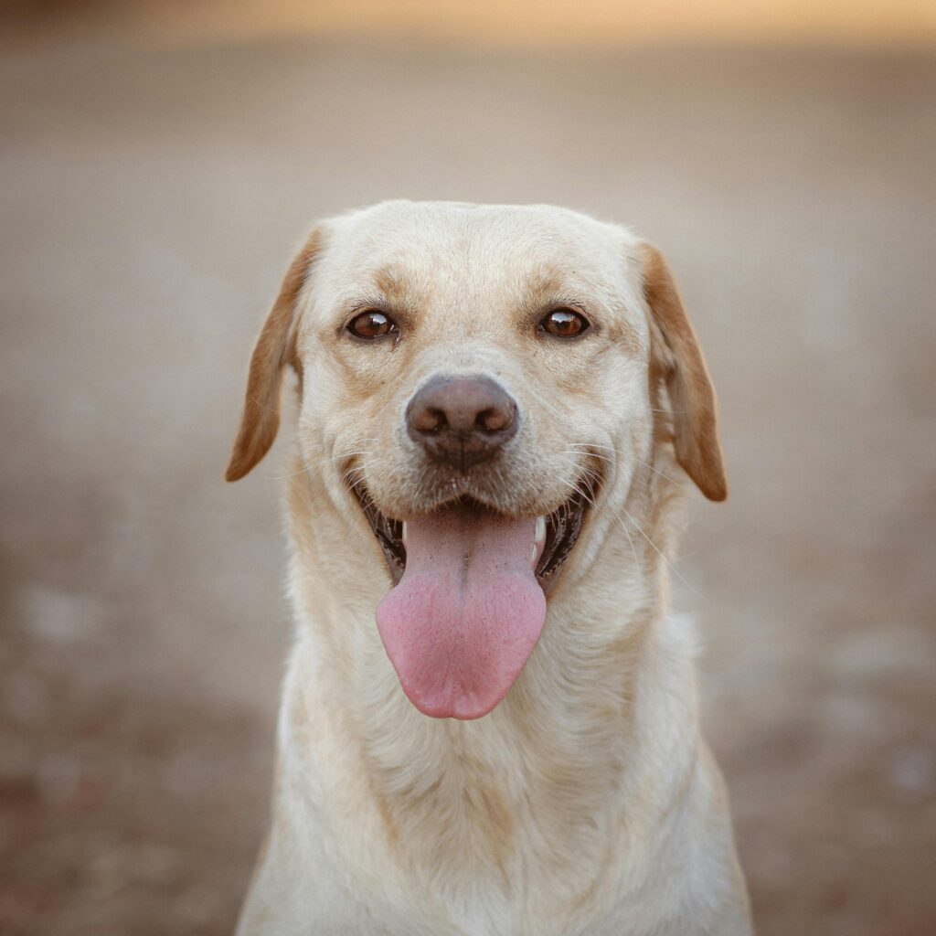 Obesity In Dogs