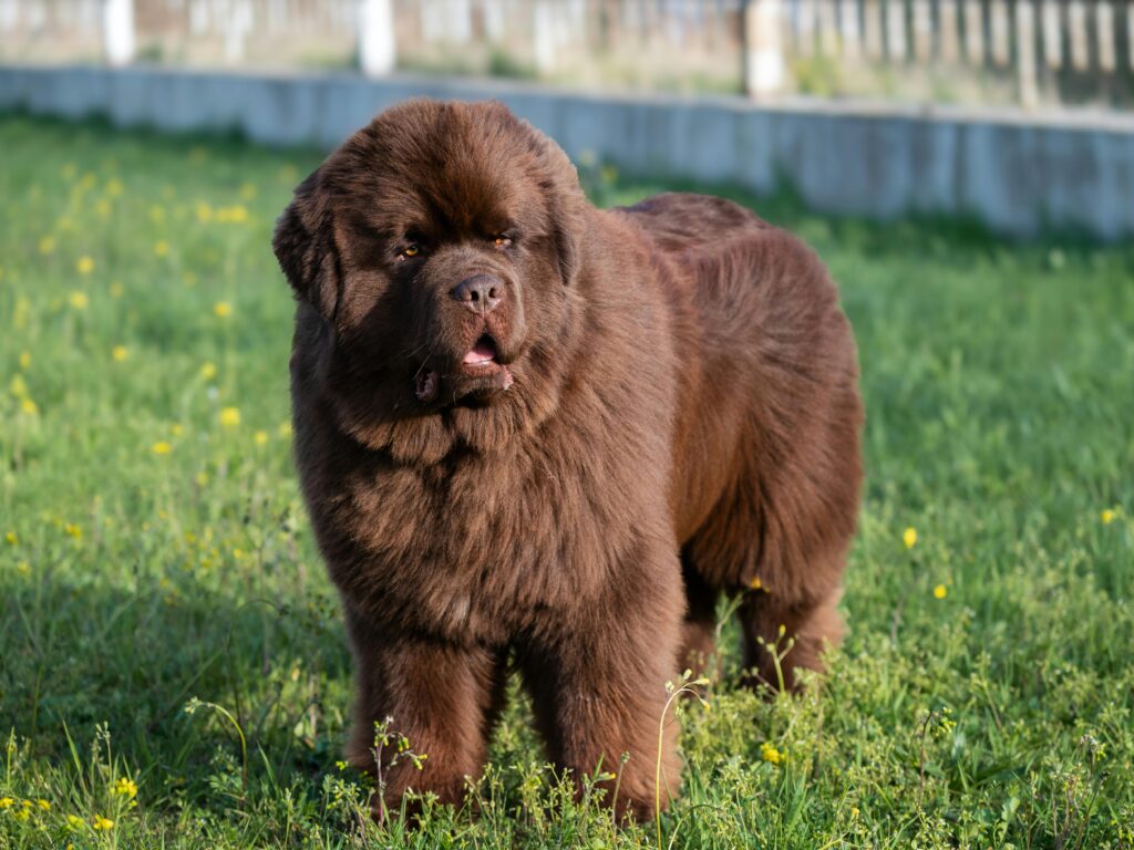 Obesity In Dogs
