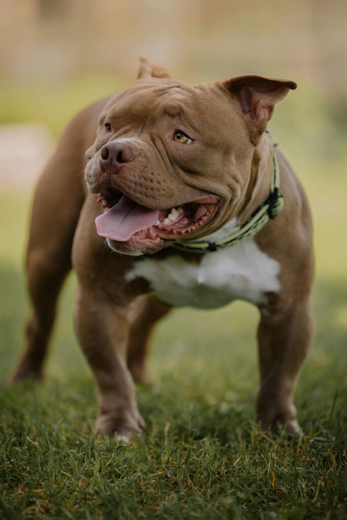 Obesity In Dogs