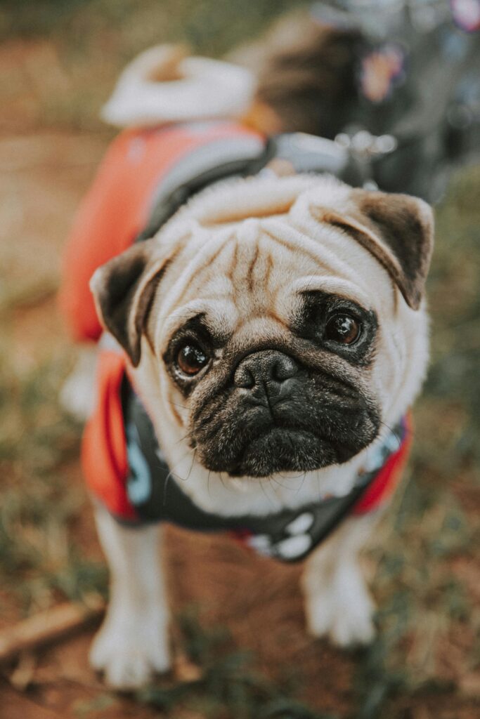 Pug Obesity In Dogs