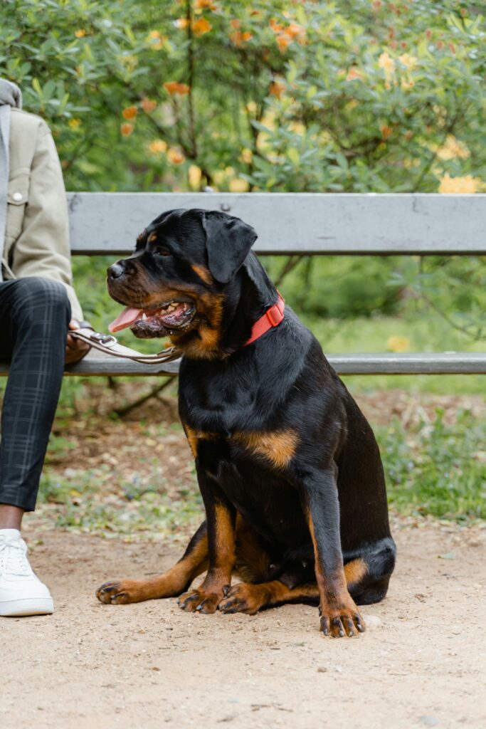 Rottweiler Obesity In Dogs