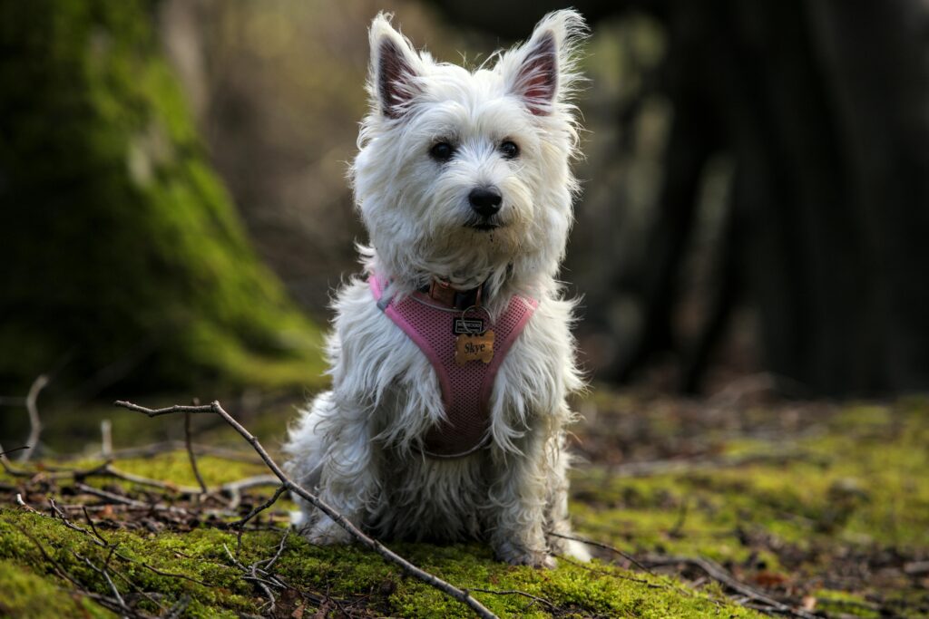 Scottish Terrier Obesity In Dogs