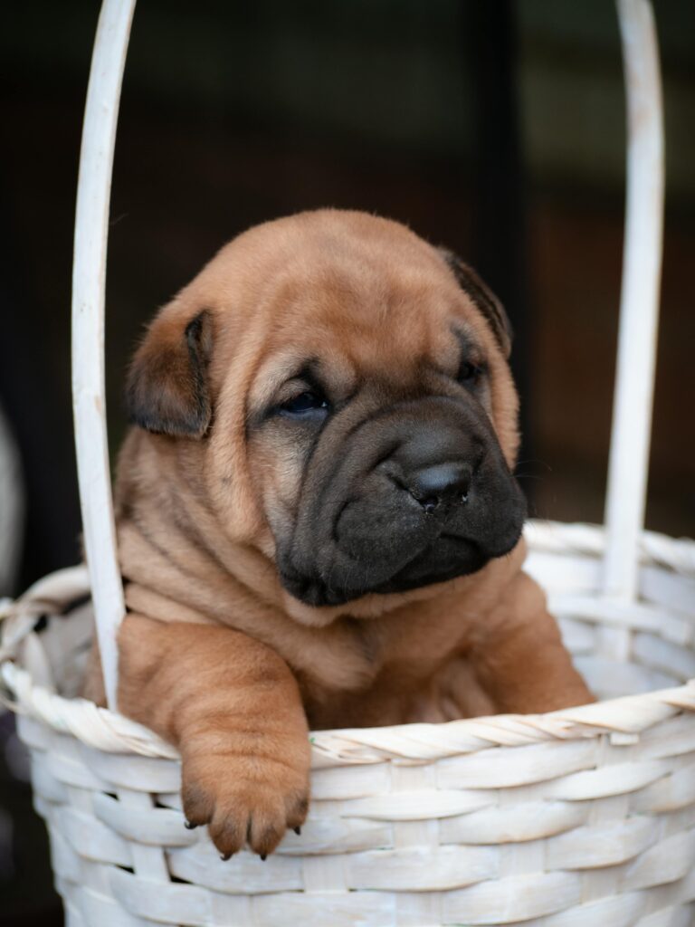 Shar Pei Obesity In Dogs