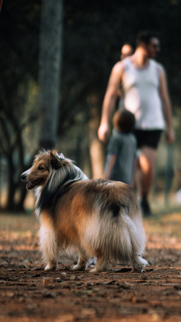 Shetland Sheepdog Obesity In Dogs