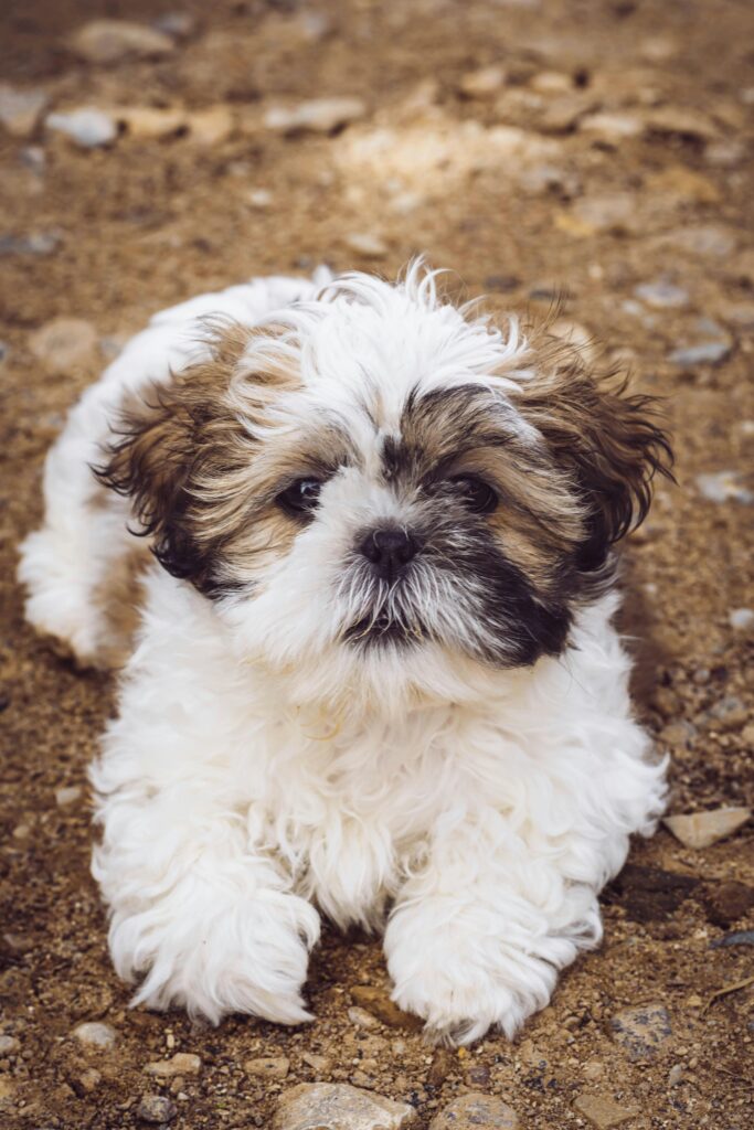 Shih Tzu Obesity In Dogs