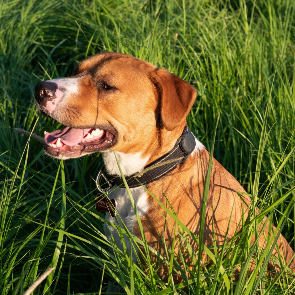 Staffordshire Bull Terrier Obesity In Dogs
