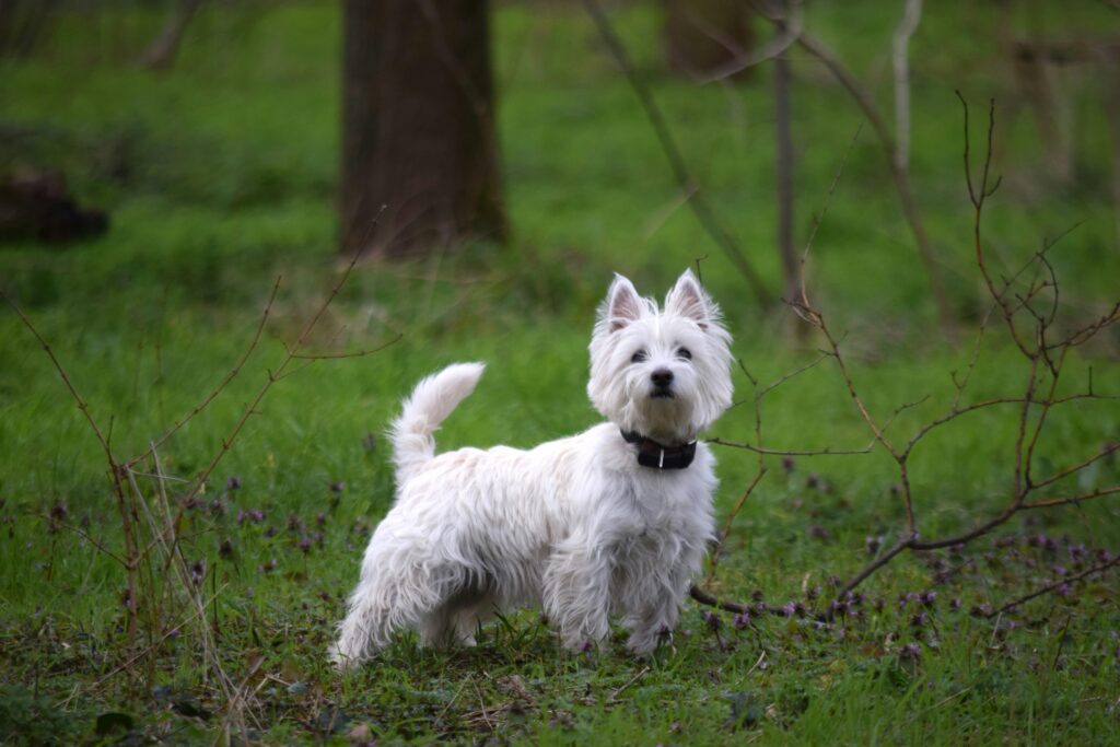 West Highland White Terrier Obesity In Dogs