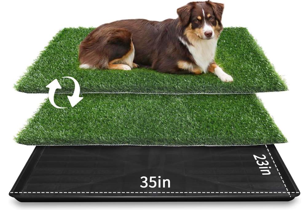 Dogs to Potty Train