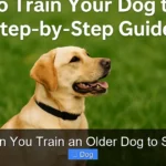 Can You Train an Older Dog to Sit?