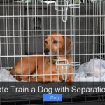 How to Crate Train a Dog with Separation Anxiety?