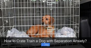 Read more about the article How to Crate Train a Dog with Separation Anxiety?