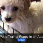 How to Potty Train a Puppy in an Apartment?