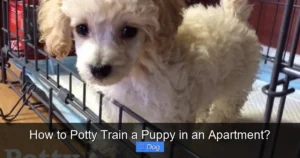 Read more about the article How to Potty Train a Puppy in an Apartment?