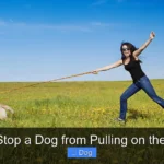 How to Stop a Dog from Pulling on the Leash?