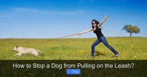 Read more about the article How to Stop a Dog from Pulling on the Leash?