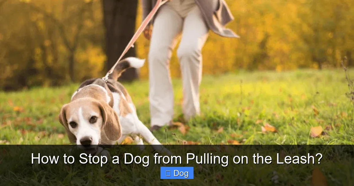 How to Stop a Dog from Pulling on the Leash?