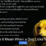 What Does It Mean When a Dog Licks Your Face?
