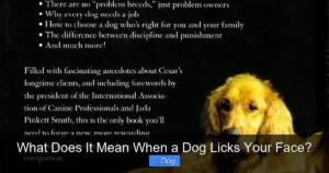 Read more about the article What Does It Mean When a Dog Licks Your Face?