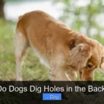 Why Do Dogs Dig Holes in the Backyard?