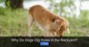 Read more about the article Why Do Dogs Dig Holes in the Backyard?