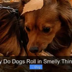 Why Do Dogs Roll in Smelly Things?