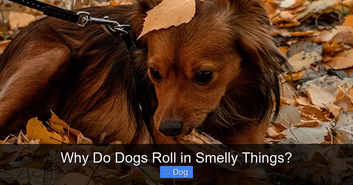 You are currently viewing Why Do Dogs Roll in Smelly Things?