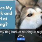 Why does my dog bark at nothing at night Find Out Why