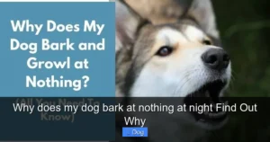 Read more about the article Why does my dog bark at nothing at night Find Out Why